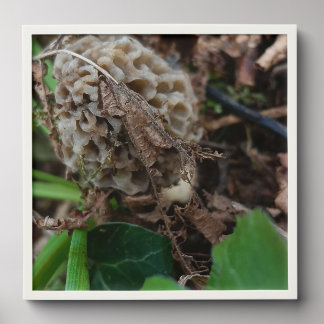 Wall photo, mushrooms, morels peel and stick photo tile