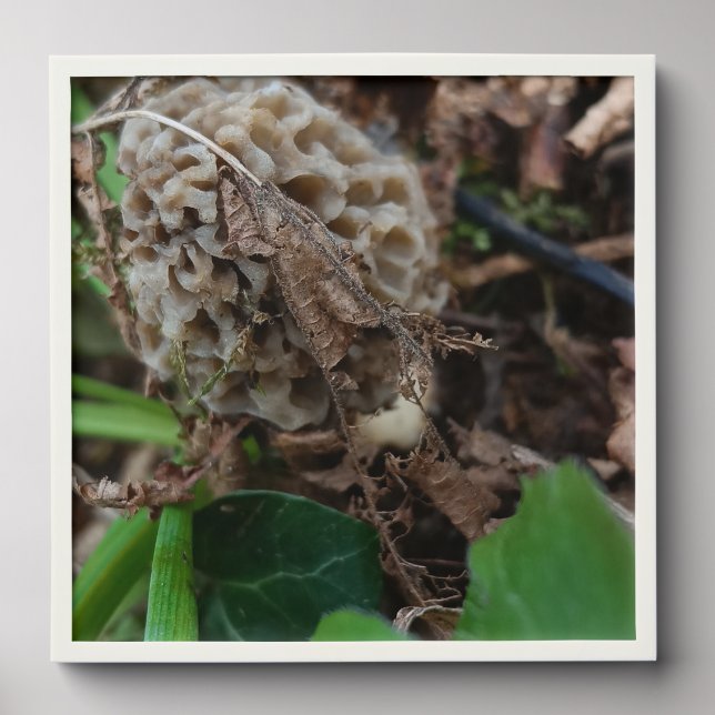 Wall photo, mushrooms, morels peel and stick photo tile (Front Set)