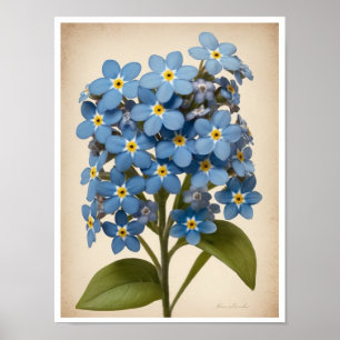 Wall Poster Beautiful Forget-Me-Not Flower Poster