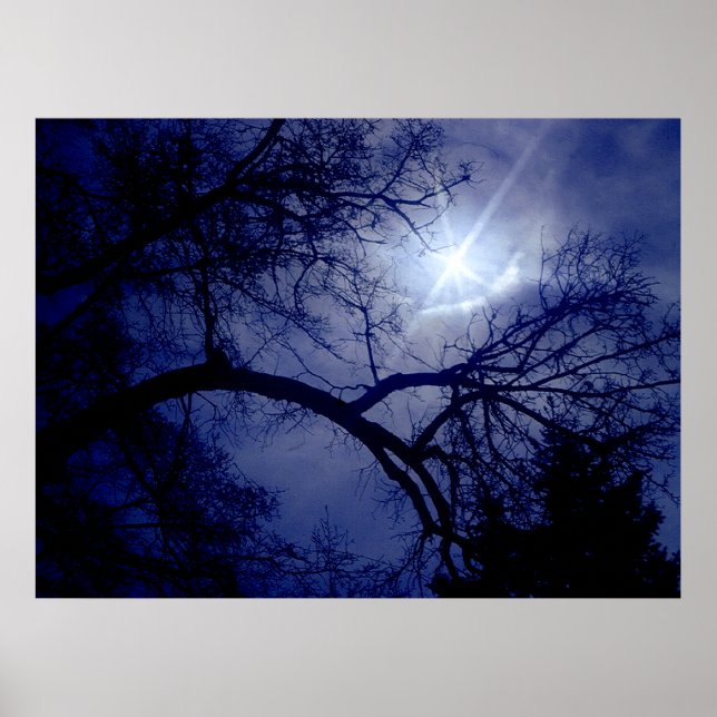 Wall Size Tree Silhouette Poster (Front)