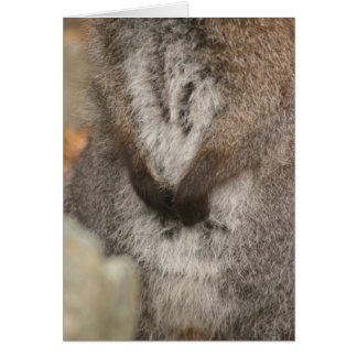 Wallaby Cards