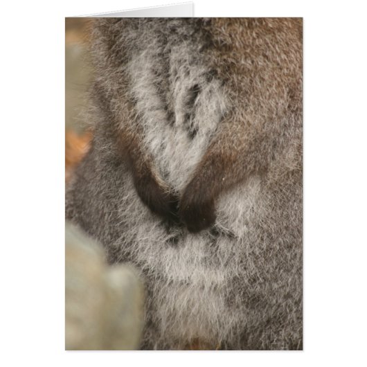 Wallaby Cards (Front)