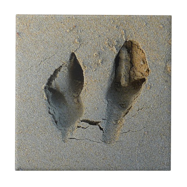 Wallaby Footprints in Sand Ceramic Tile (Front)