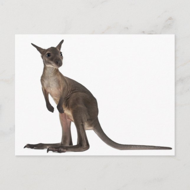 Wallaby - Macropus robustus (3 months old) Postcard (Front)