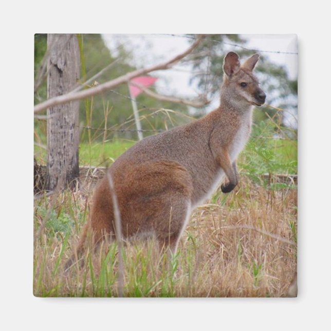 wallaby magnet (Front)