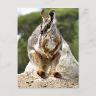 Wallaby Postcard