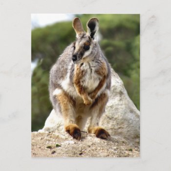 Wallaby Postcard by The_Everything_Store at Zazzle