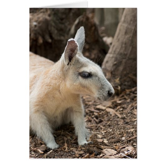 Wallaby Profile Cards (Front)