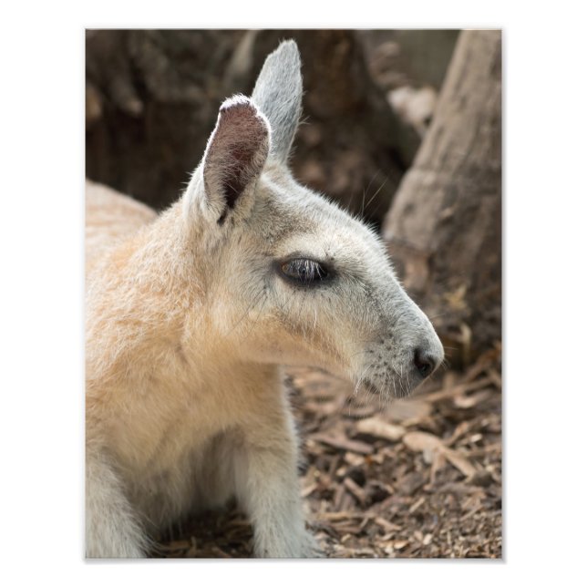 Wallaby Profile Photo Print (Front)