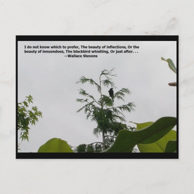 Wallace Stevens Quote Postcard (Front)