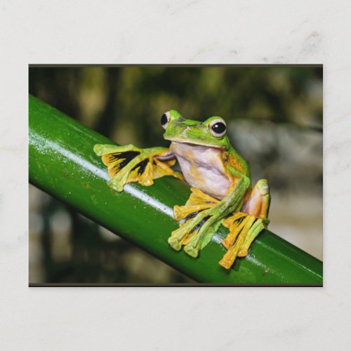 Wallaces Flying Frog aka Parachute Frog Postcard
