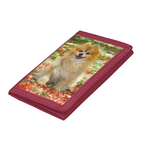 Wallet  Pomeranian Marley in Summer