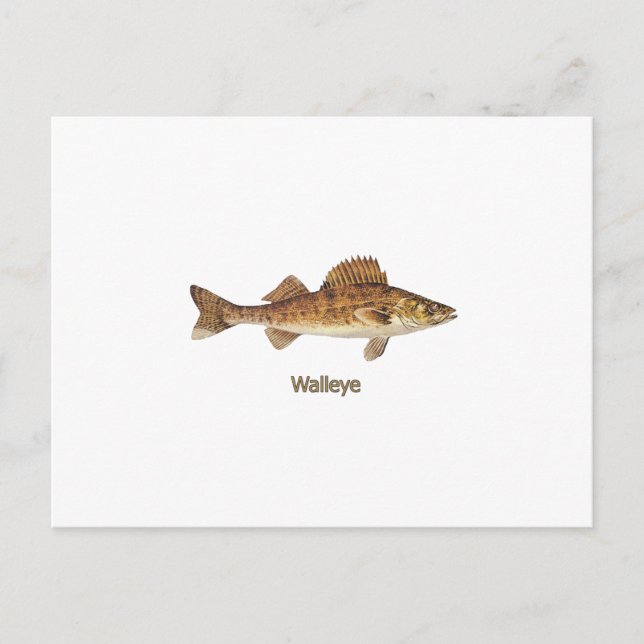 Walleye Art Postcard (Front)