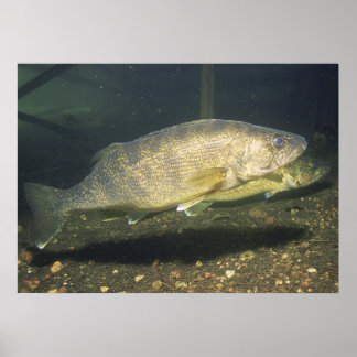 Walleye in Tank Print