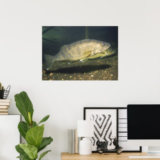 Walleye in Tank Print