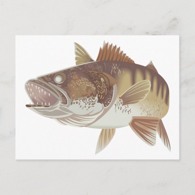 Walleye Postcard (Front)