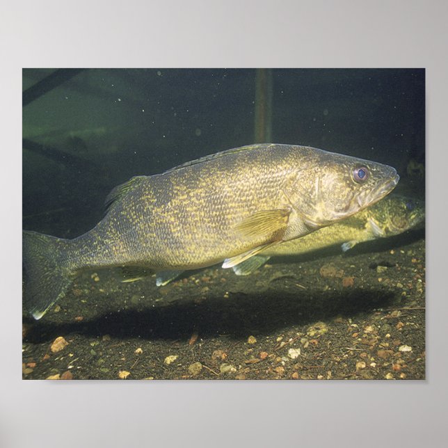 Walleye Swimming Fish in Tank Small Poster (Front)