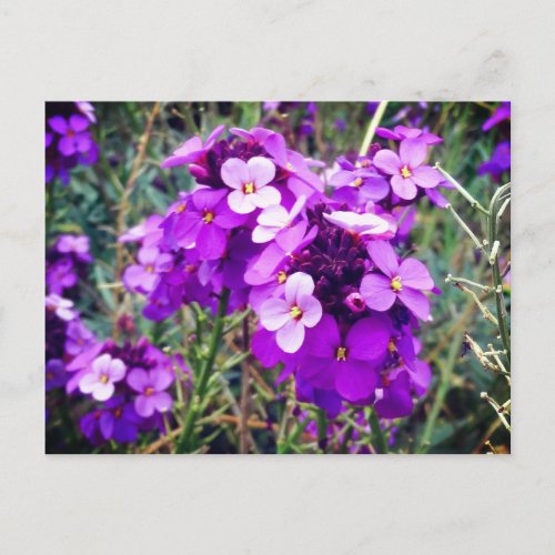 Wallflower Bowles Mauve 1 Postcard