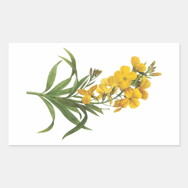 wallflower(Cheiranthus flavus) by Redouté Rectangular Sticker (Front)