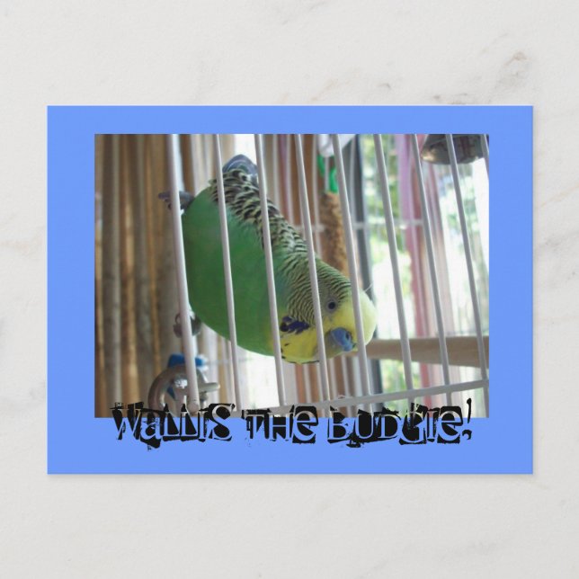 Wallis the Budgie! Postcard (Front)
