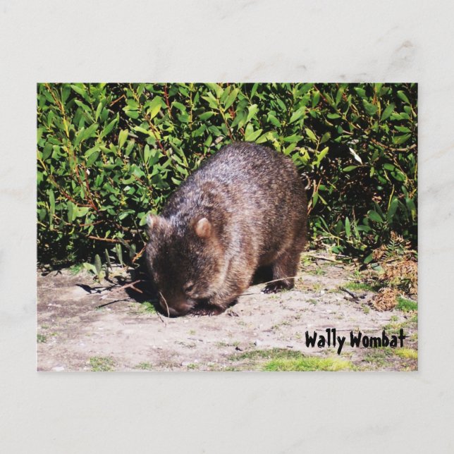 Wally Wombat Postcard (Front)