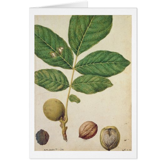 Walnut, c.1568 (w/c on paper) cards (Front)