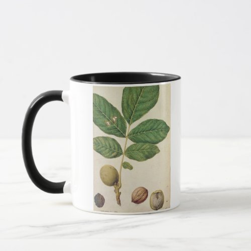 Walnut c1568 wc on paper mug