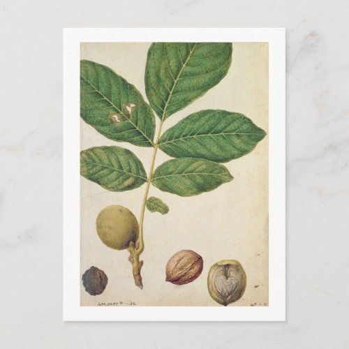 Walnut c1568 wc on paper postcard