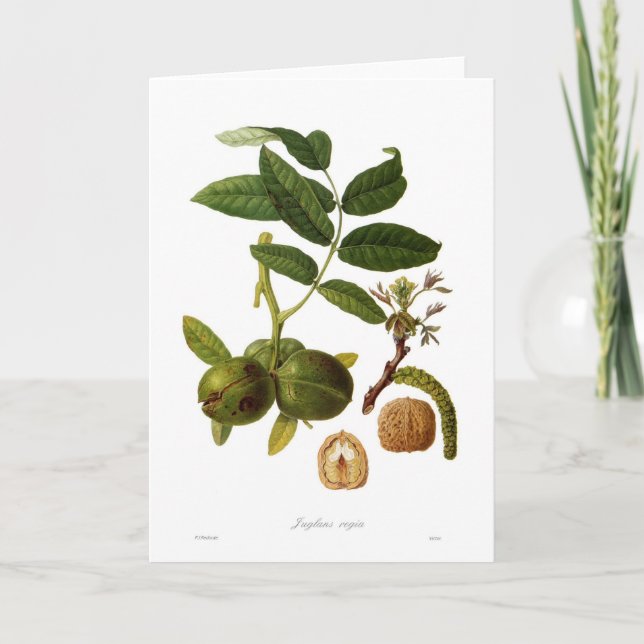 Walnut (Juglans regia) Card (Front)