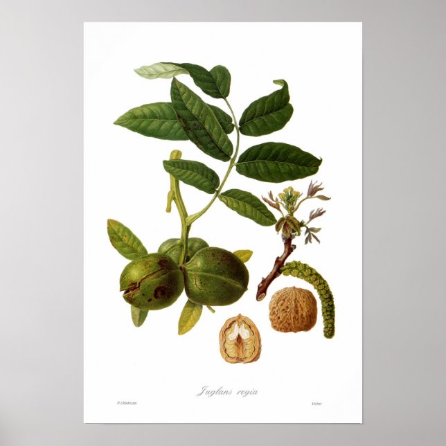Walnut (Juglans regia) Poster (Front)