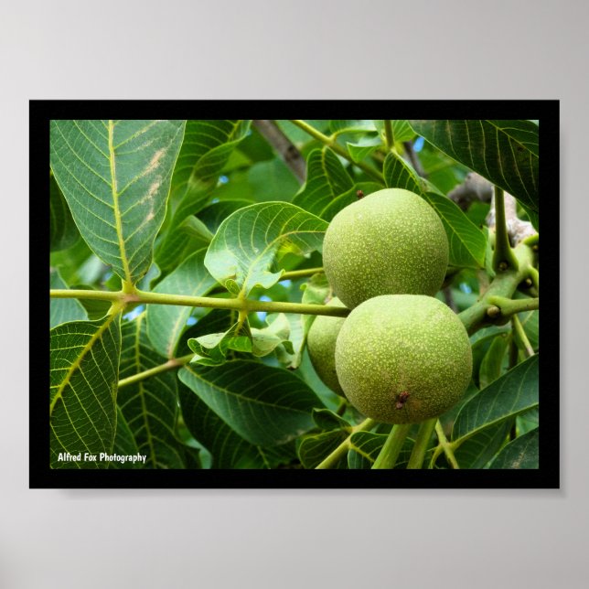 Walnuts in Green Foliage Poster (Front)