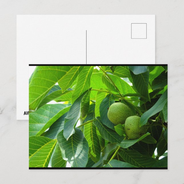 Walnuts in Green Lit Foliage Postcard (Front/Back)