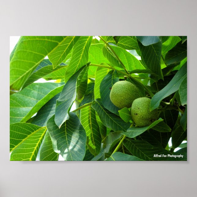 Walnuts in Green Lit Foliage Poster (Front)