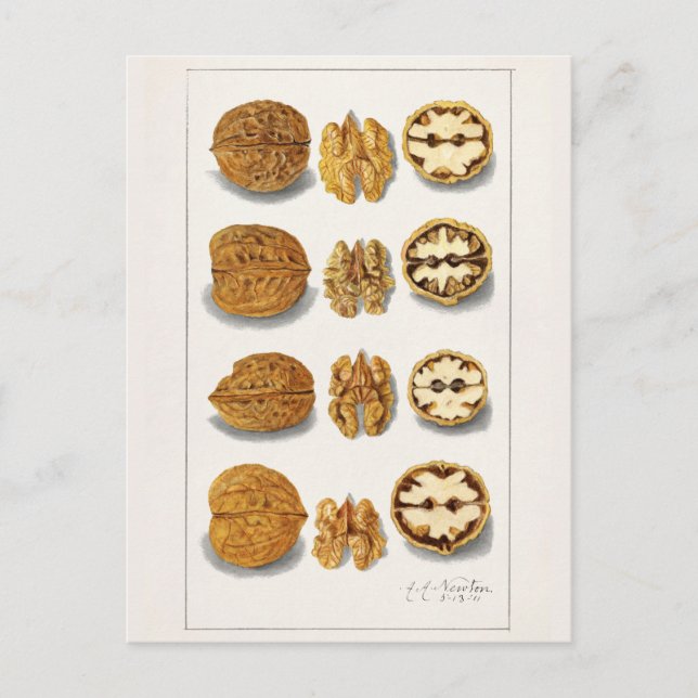 Walnuts (Juglans) Fruit Watercolor Painting Postcard (Front)