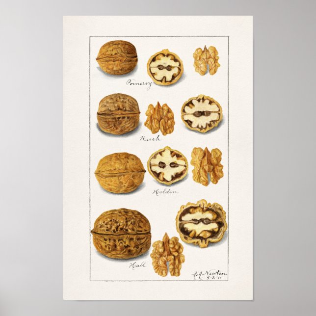 Walnuts (Juglans) Fruit Watercolor Painting Poster (Front)