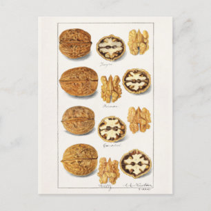 Walnuts (Juglans) Seed Watercolor Painting Postcard