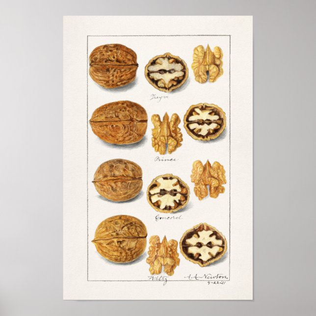 Walnuts (Juglans) Seed Watercolor Painting Poster (Front)