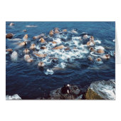 Walrus (Front Horizontal)