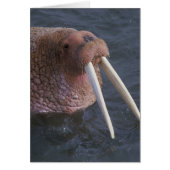 Walrus (Front)