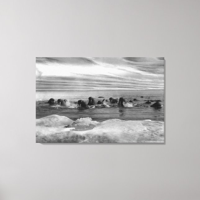 Walrus among the Ice Floes in Bering Sea Canvas Print (Front)