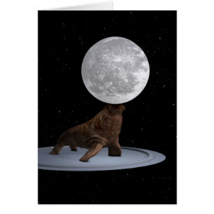 Walrus Balancing The Moon Cards