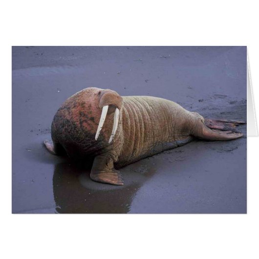 Walrus Cards (Front Horizontal)