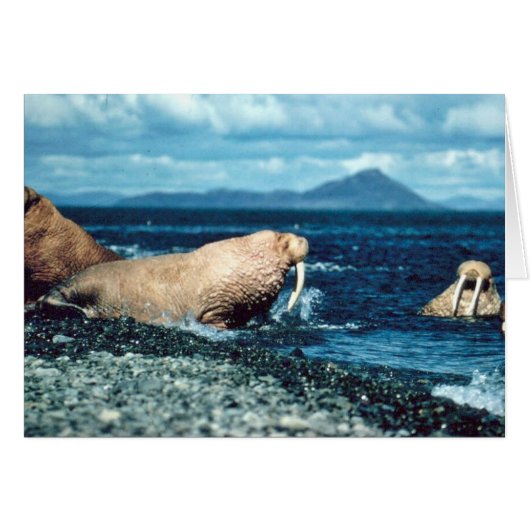 Walrus Cards (Front Horizontal)