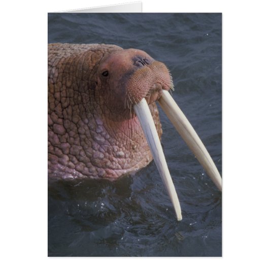 Walrus Cards (Front)