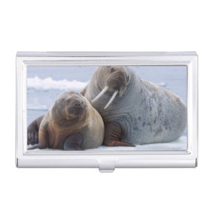 Walrus cow and calf rest on a sea ice floe business card holder