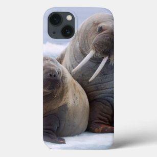 Walrus cow and calf rest on a sea ice floe iPhone 13 case