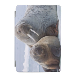 Walrus cow and calf rest on a sea ice floe iPad mini cover