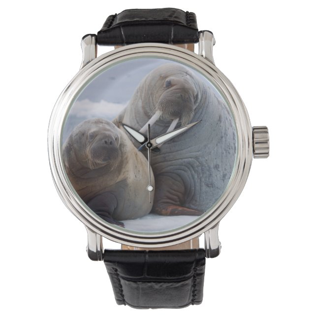 Walrus cow and calf rest on a sea ice floe watch (Front)