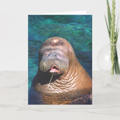 Walrus Eyes Closed Note Card