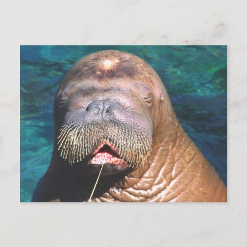 Walrus Eyes Closed Postcard